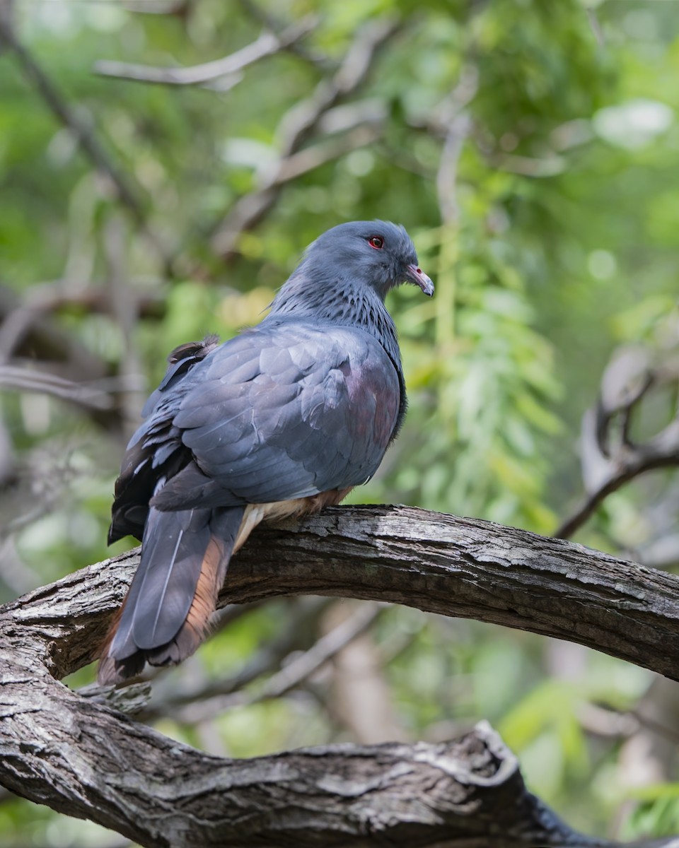 New Caledonian Imperial-Pigeon - ML646857422