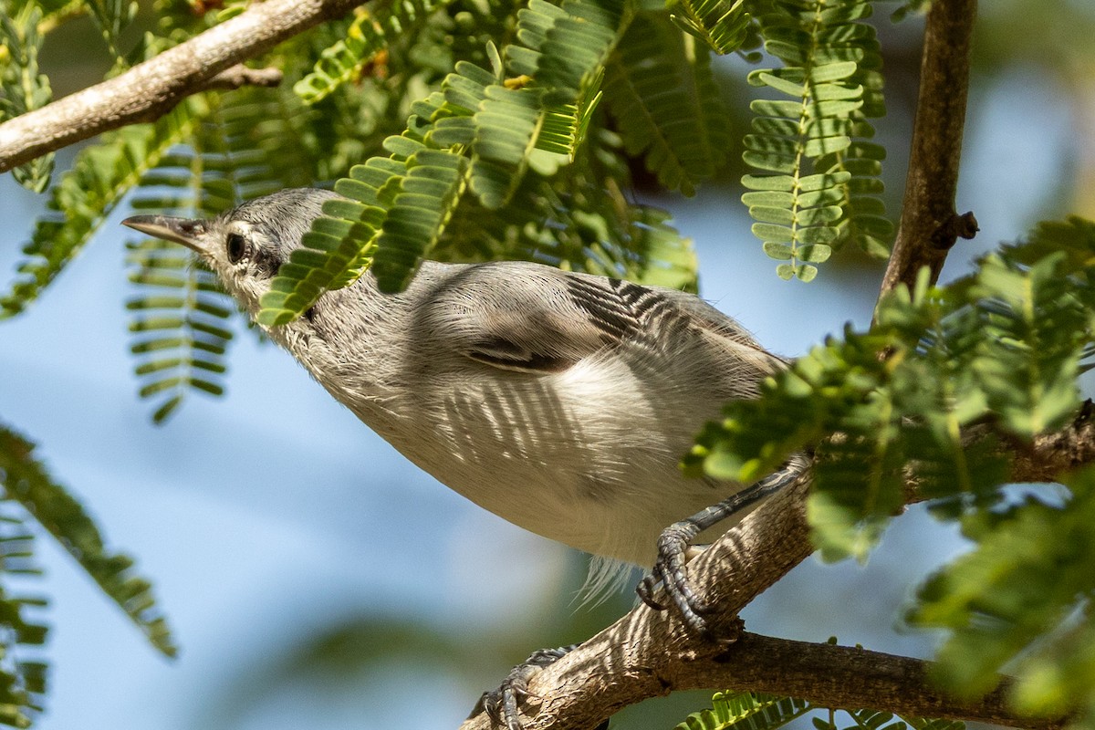 Амазонская комароловка (plumbiceps/anteocularis) - ML646857423