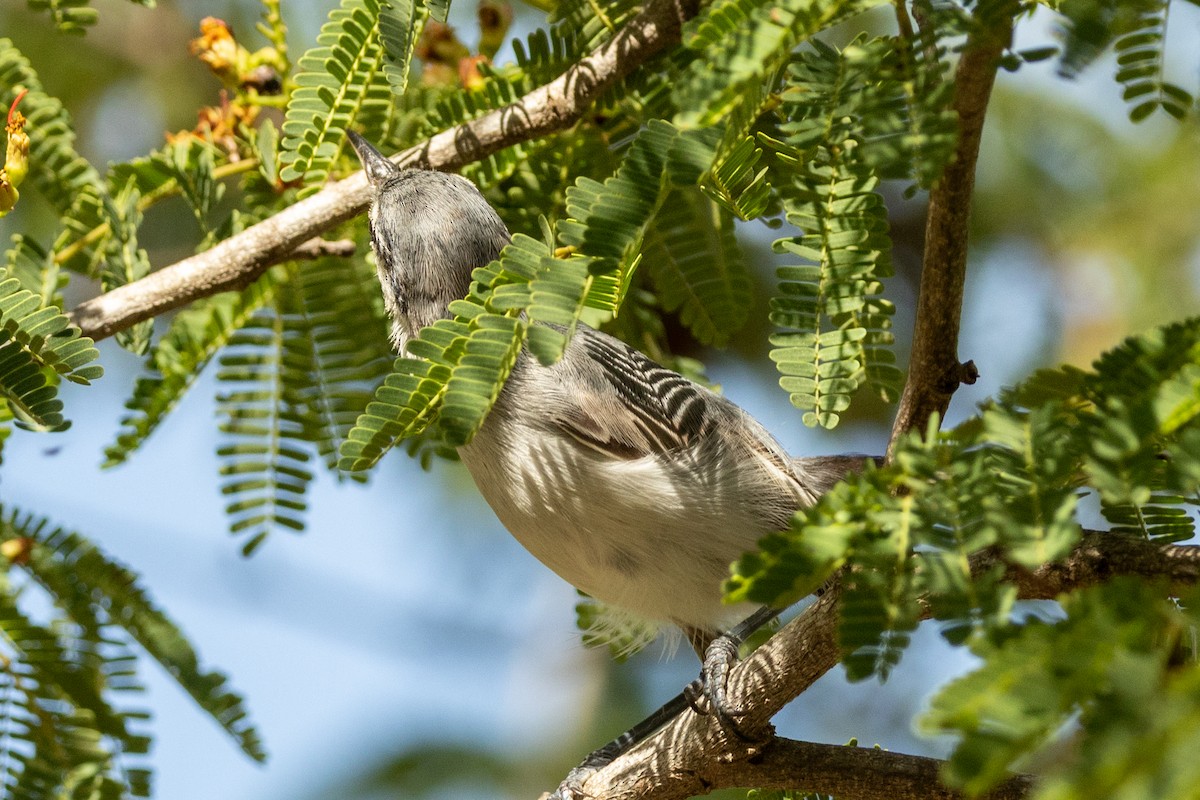 Амазонская комароловка (plumbiceps/anteocularis) - ML646857424