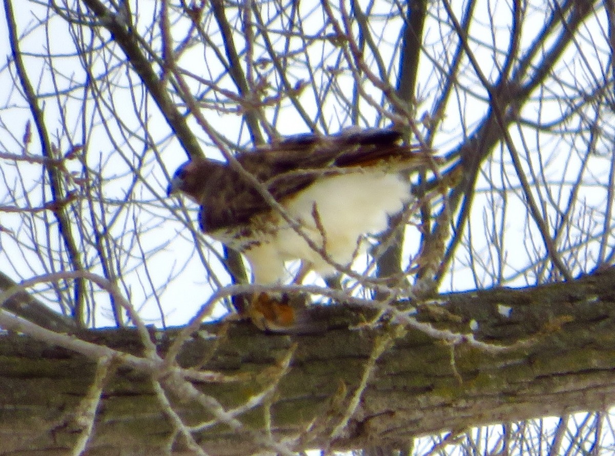 Kızıl Kuyruklu Şahin - ML646857425