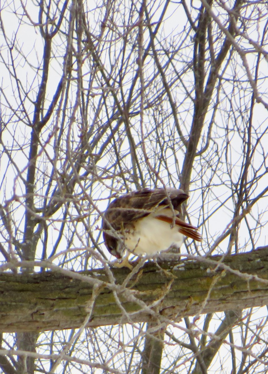 Kızıl Kuyruklu Şahin - ML646857426