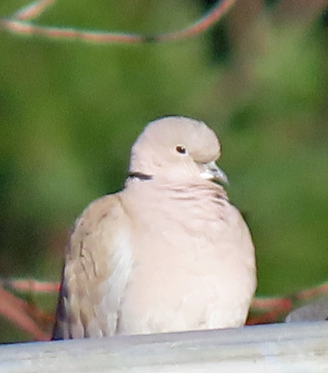 Usapal turkiarra - ML646857430