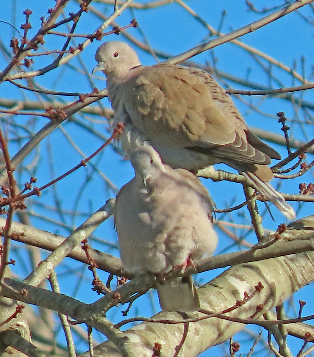 Usapal turkiarra - ML646857431