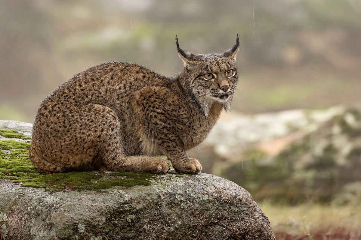 伊比利亞猞猁 - ML646857432