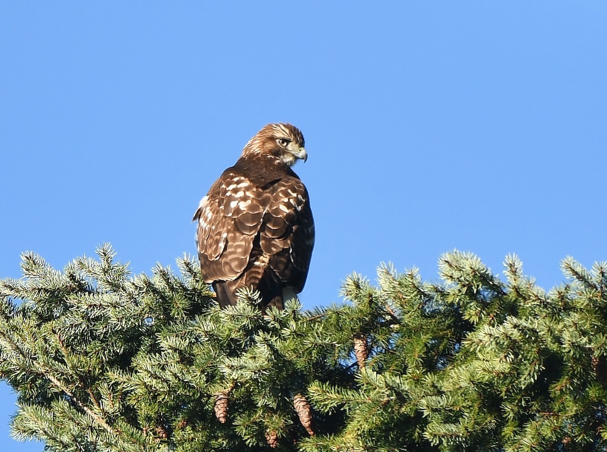 Red-tailed Hawk - ML646857435