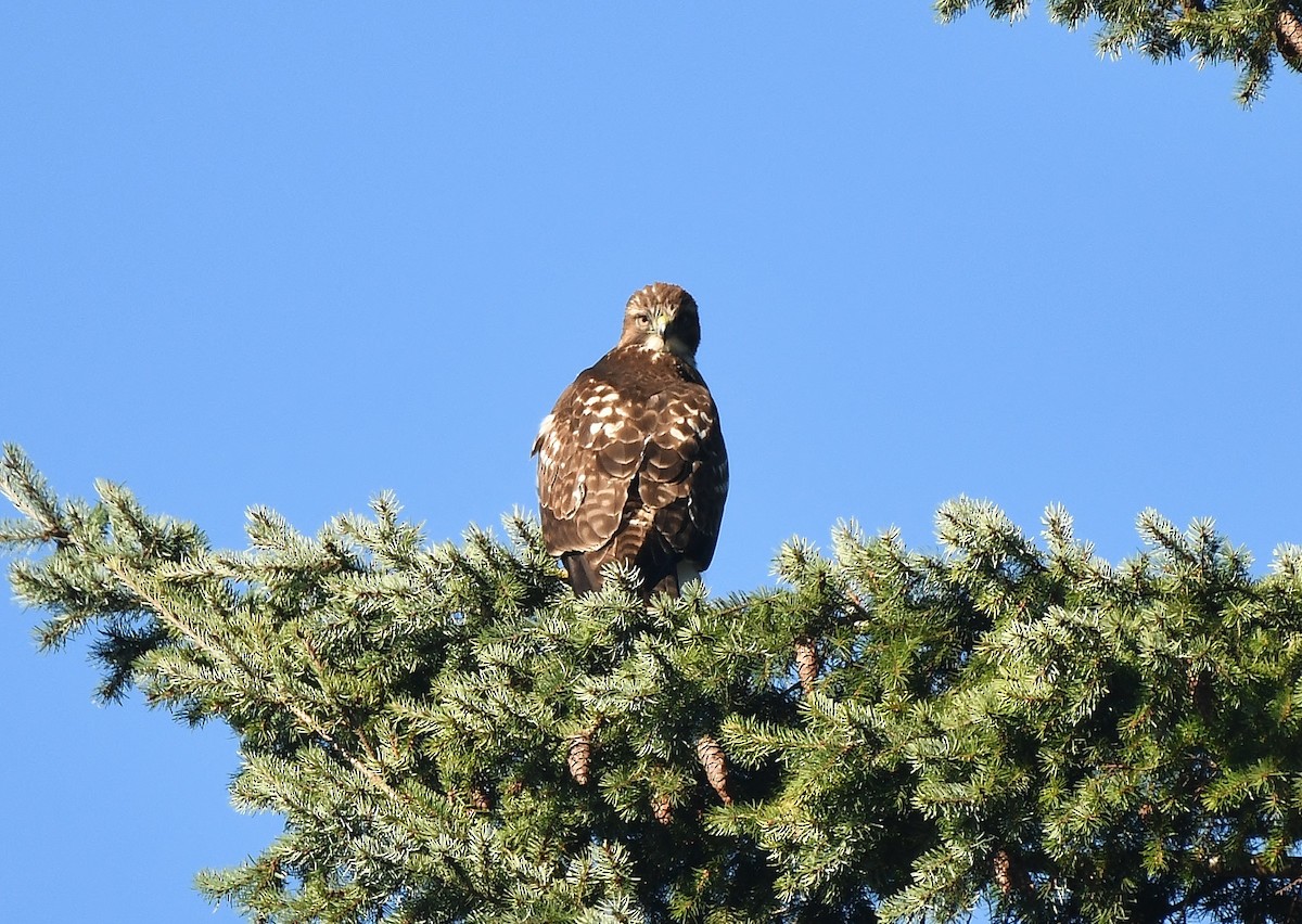 Red-tailed Hawk - ML646857436