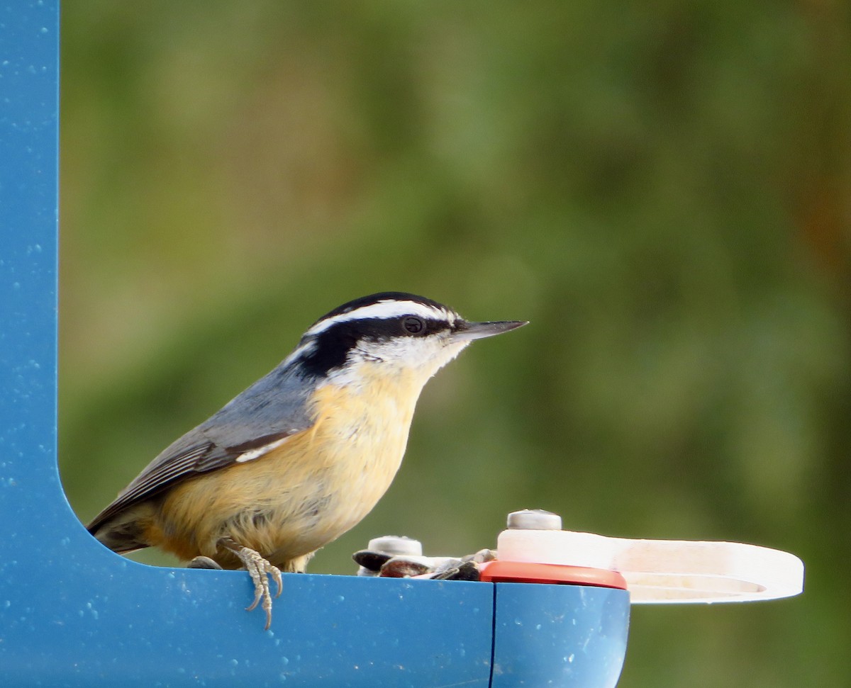 Kanada Sıvacısı - ML646857437