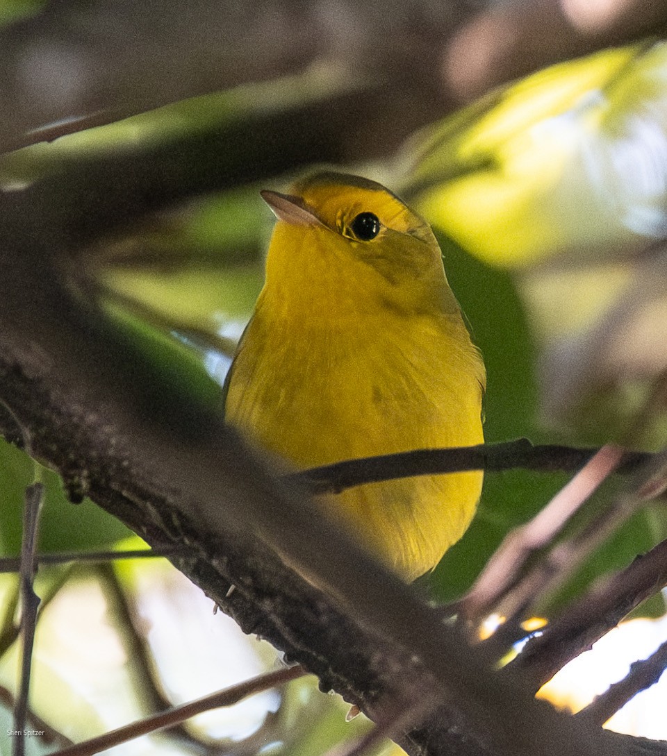 Wilson's Warbler - ML646857438