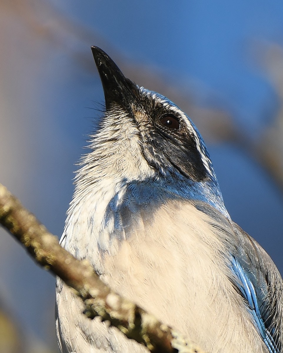 Калифорнийская сойка - ML646857440