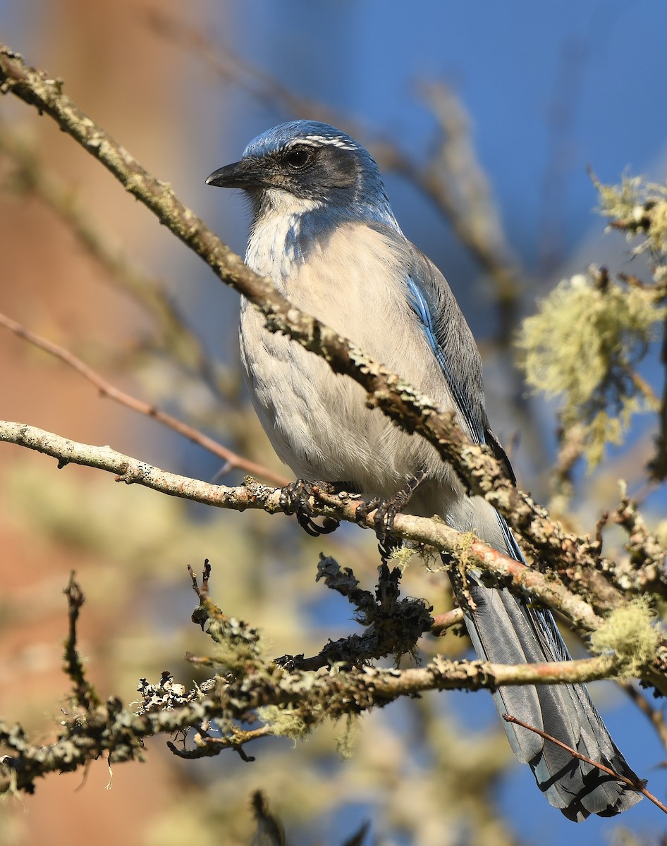 Калифорнийская сойка - ML646857441