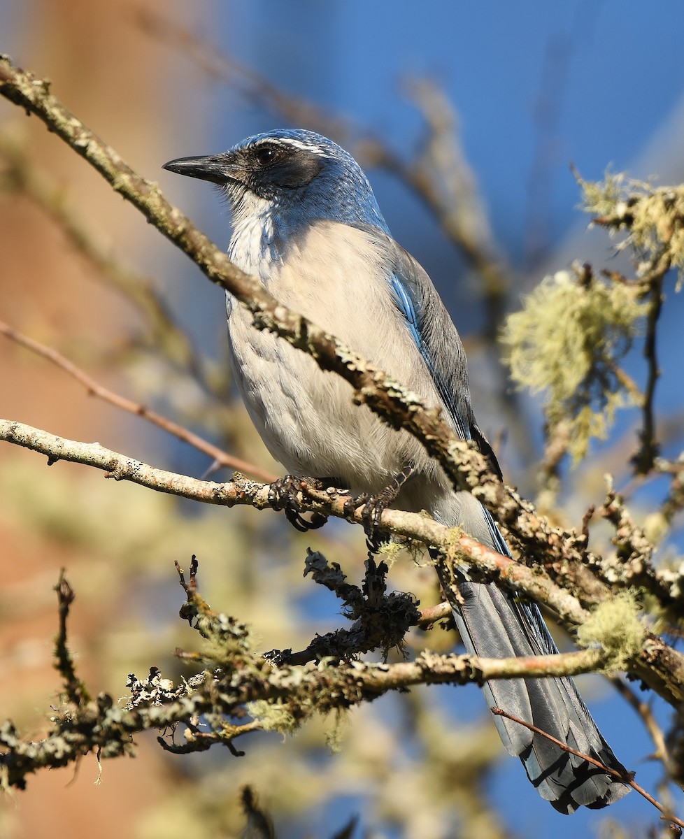 Калифорнийская сойка - ML646857442