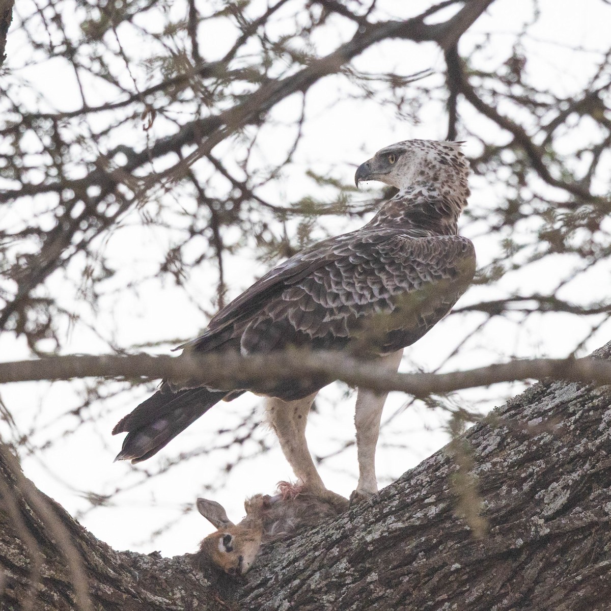Martial Eagle - ML646857444
