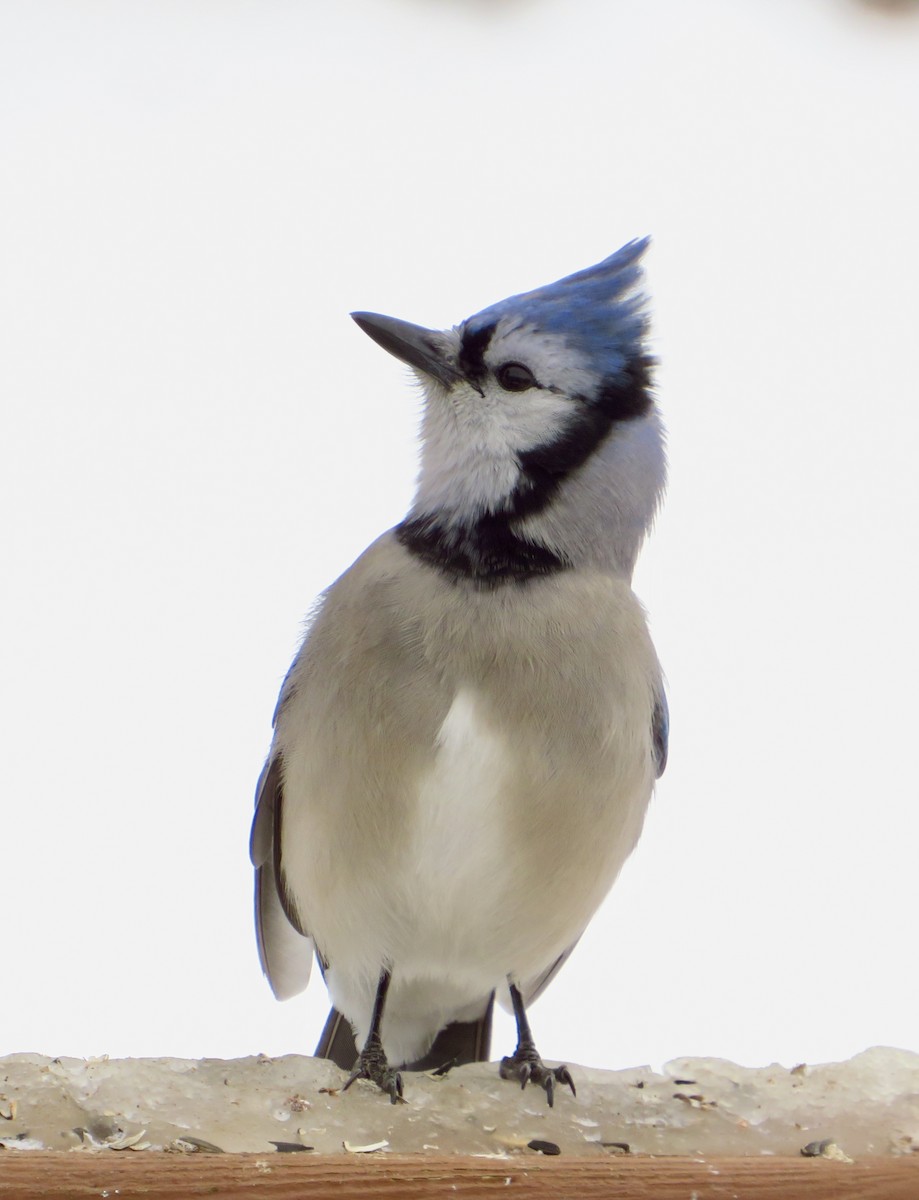 Blue Jay - ML646857445