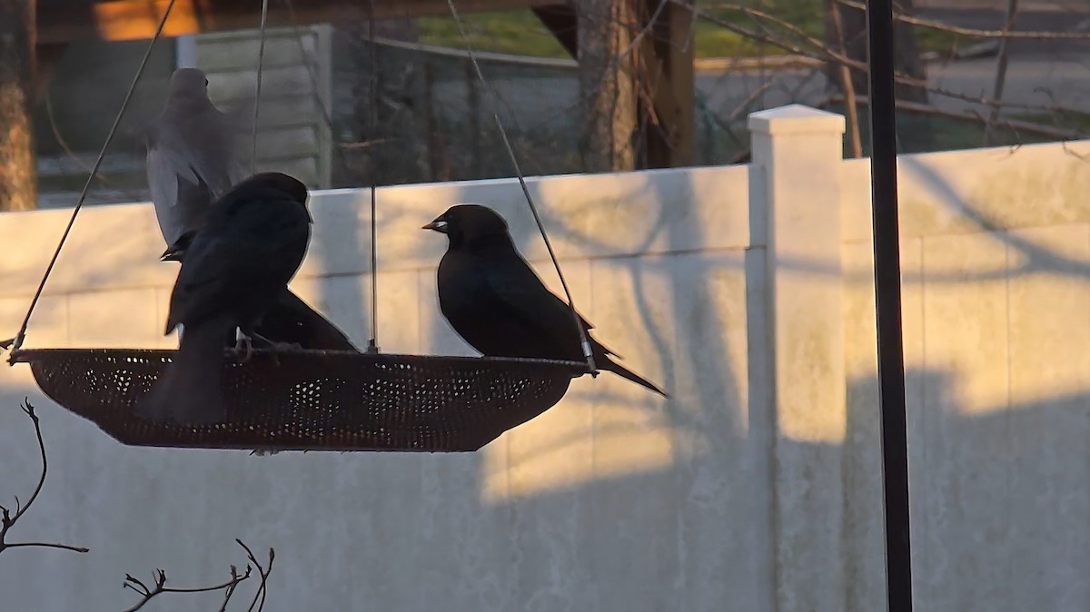 Brown-headed Cowbird - ML646857448