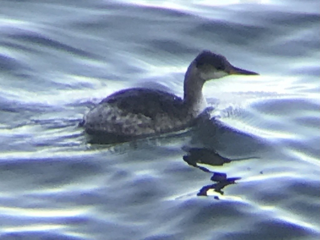 Пірникоза сірощока - ML646857449