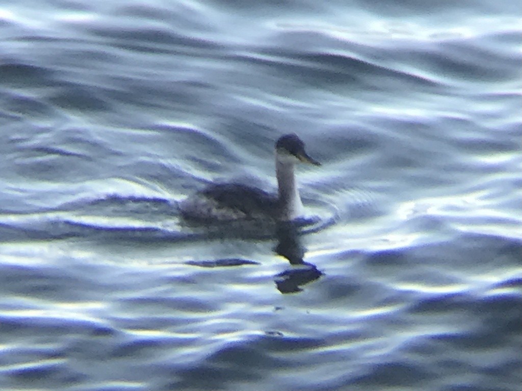 Пірникоза сірощока - ML646857450