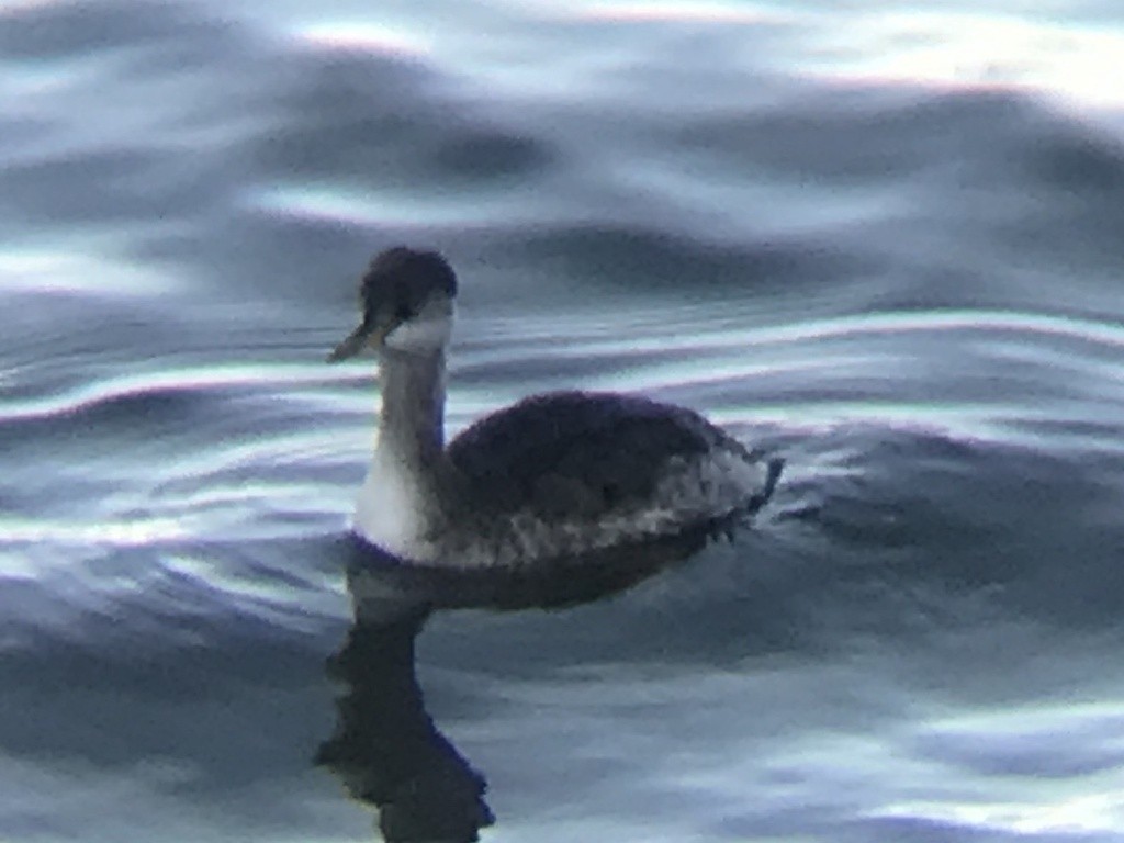 Пірникоза сірощока - ML646857451