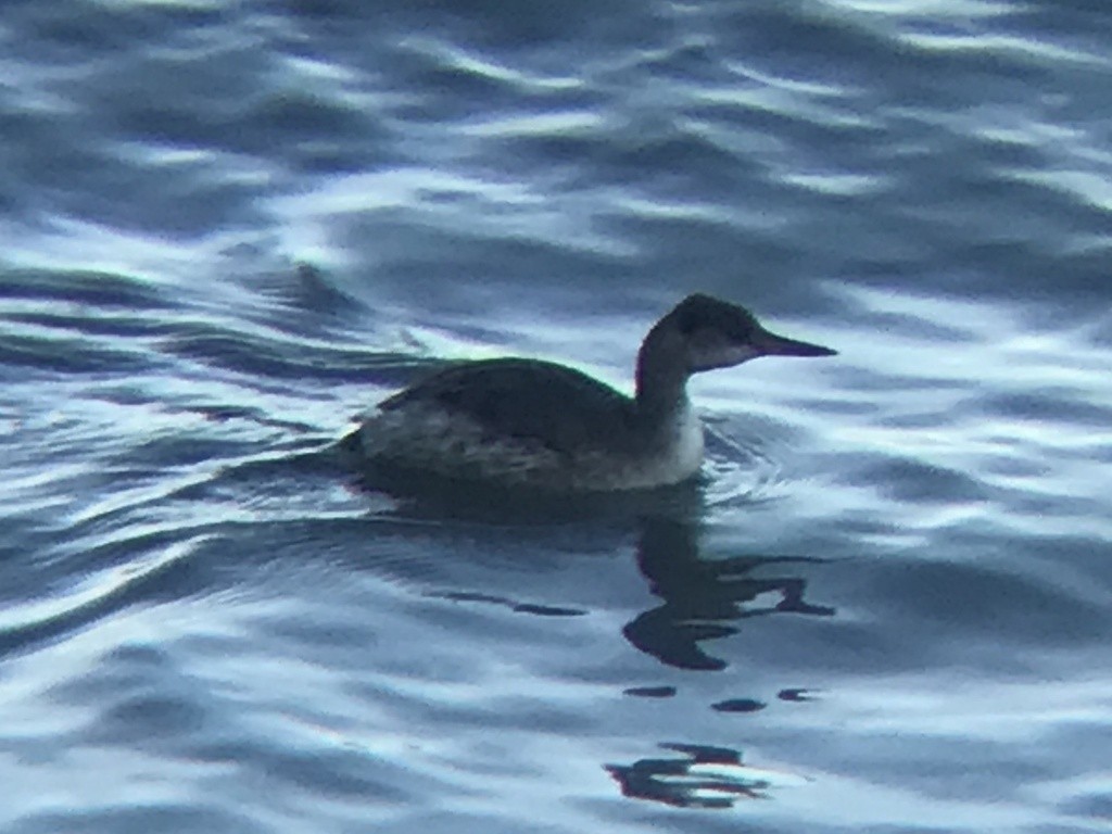 Пірникоза сірощока - ML646857452