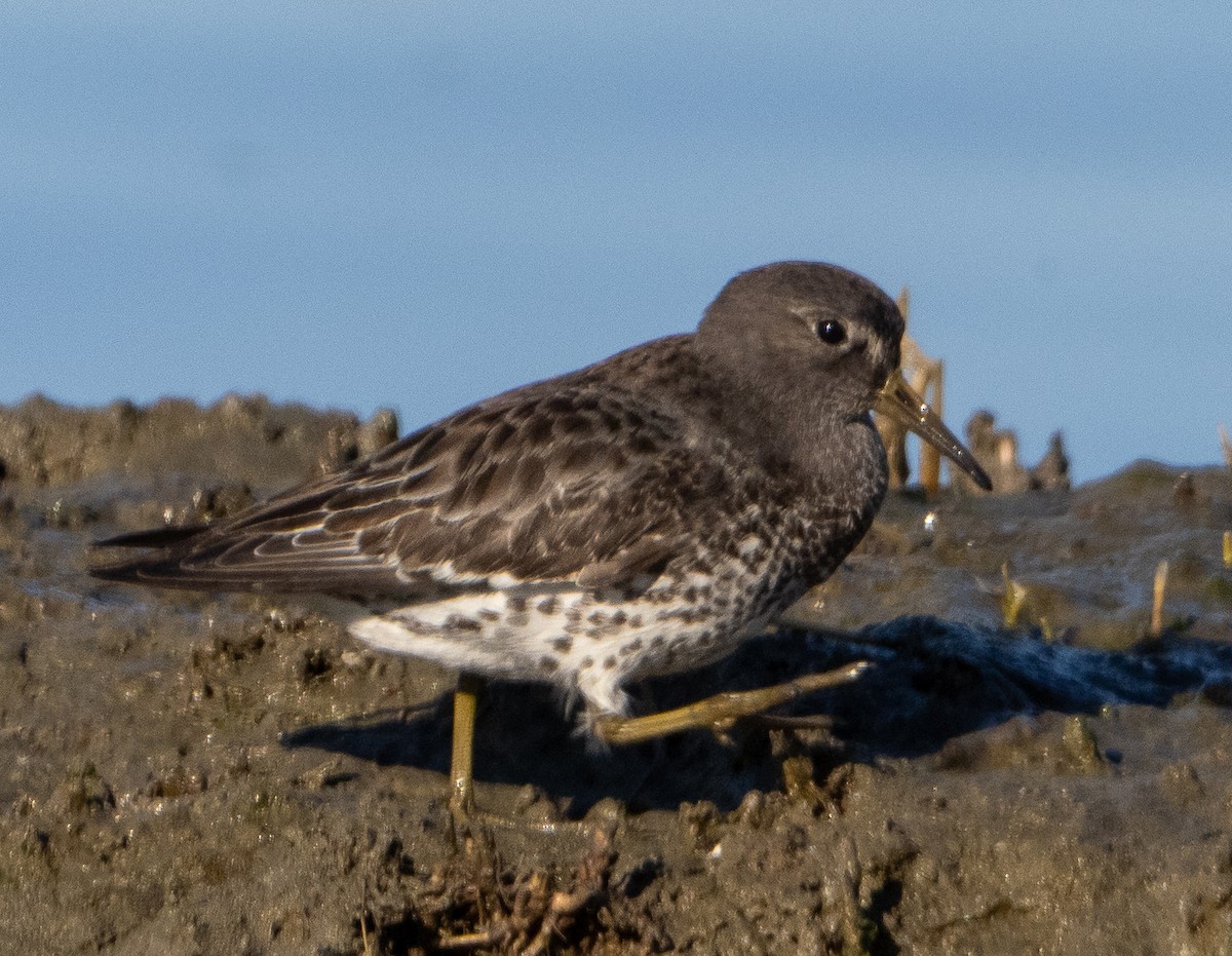 Rock Sandpiper - ML646857453