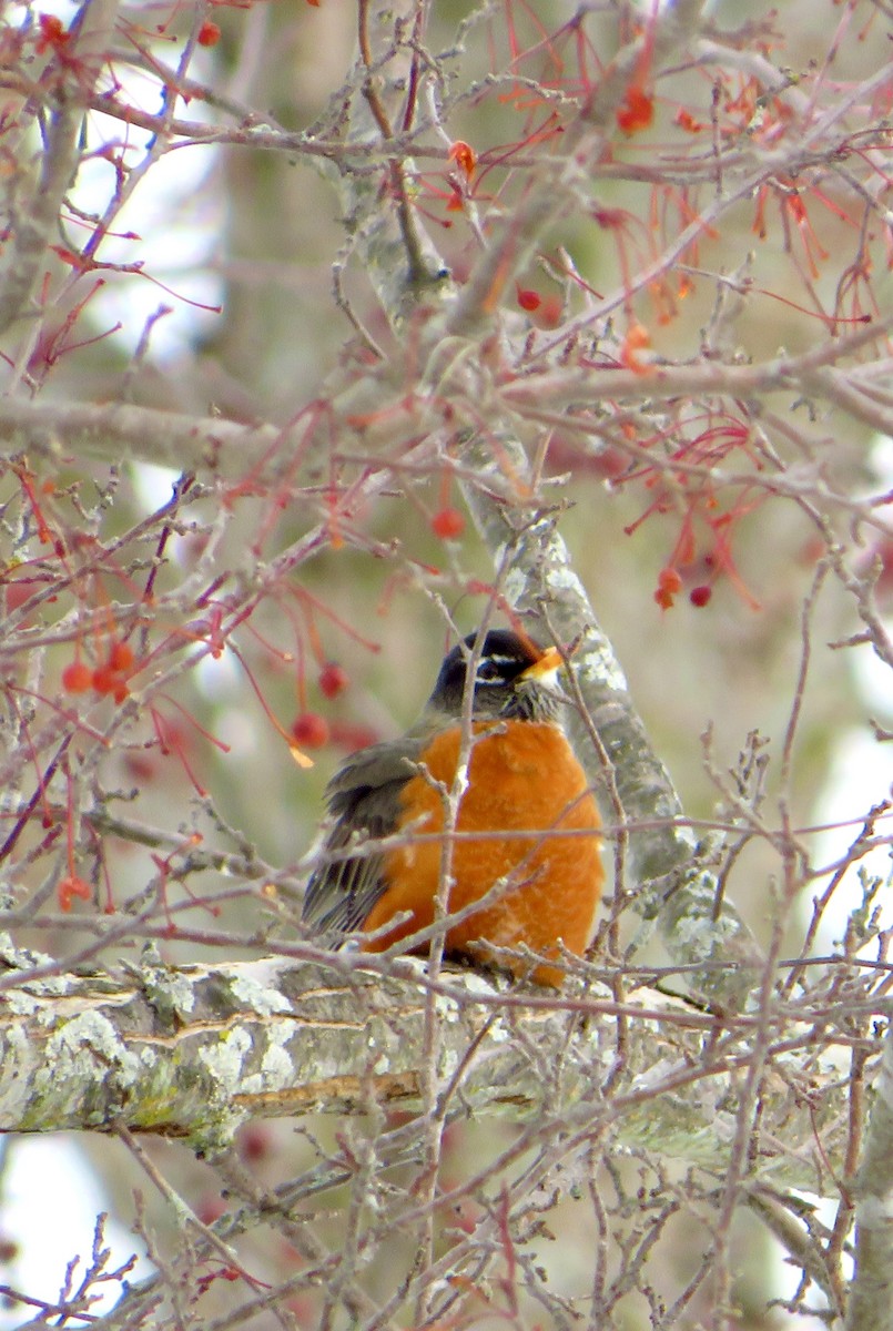 Göçmen Ardıç - ML646857454