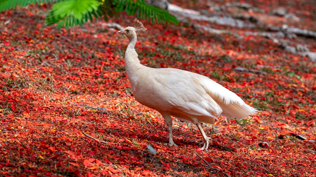 Indian Peafowl - ML646857455