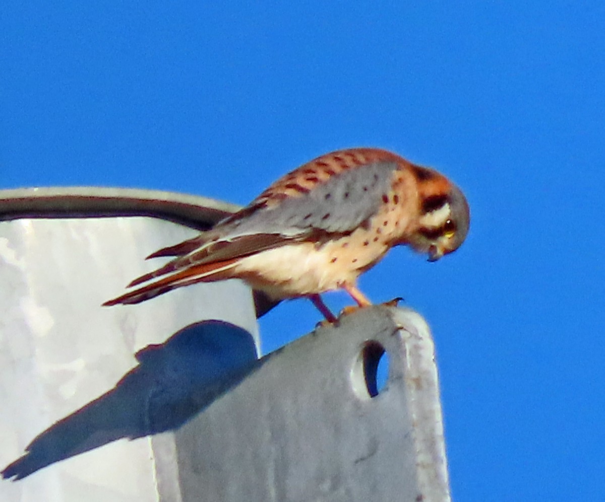 Belatz amerikarra - ML646857460