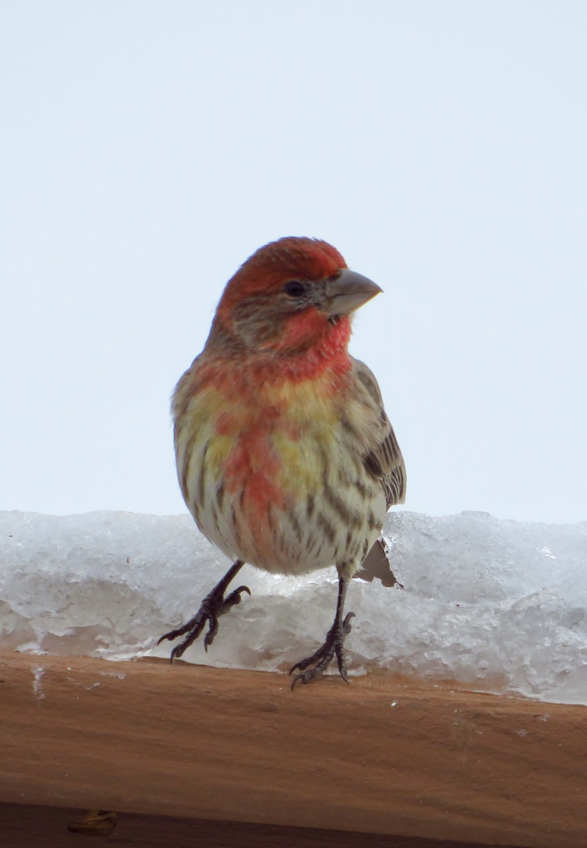 Ev Çütresi - ML646857461