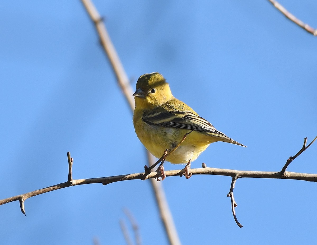 Lesser Goldfinch - ML646857464