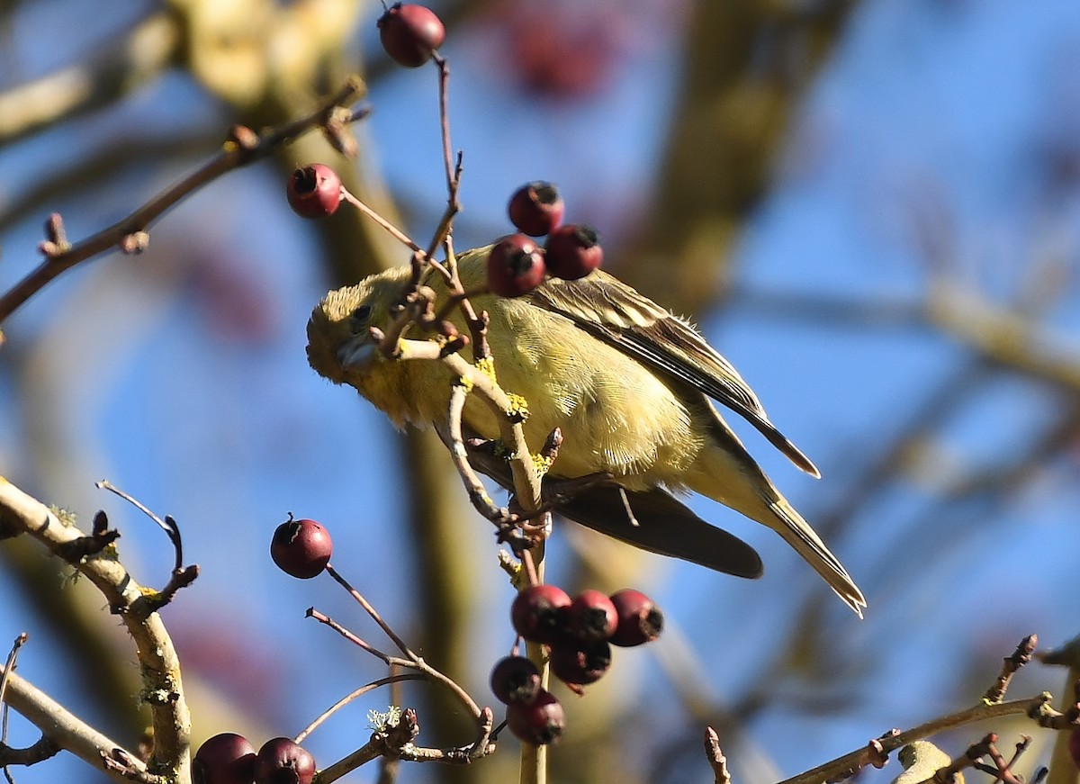 Lesser Goldfinch - ML646857465