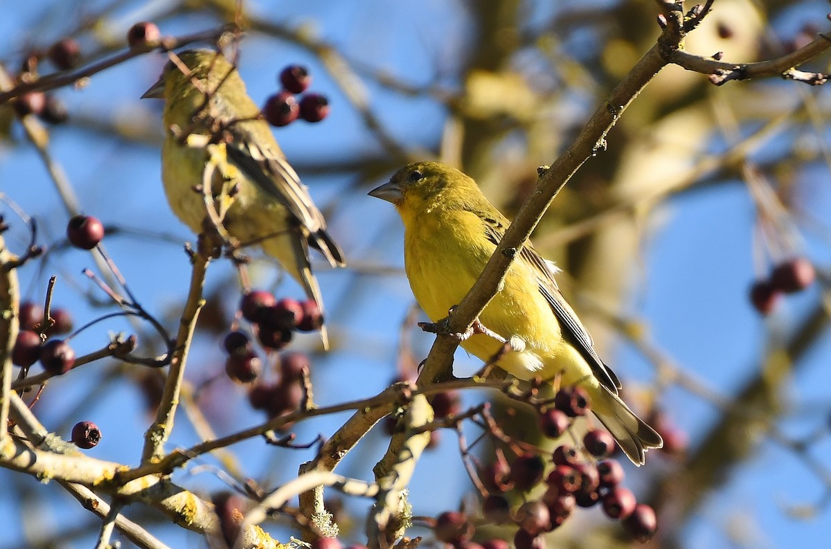 Lesser Goldfinch - ML646857466
