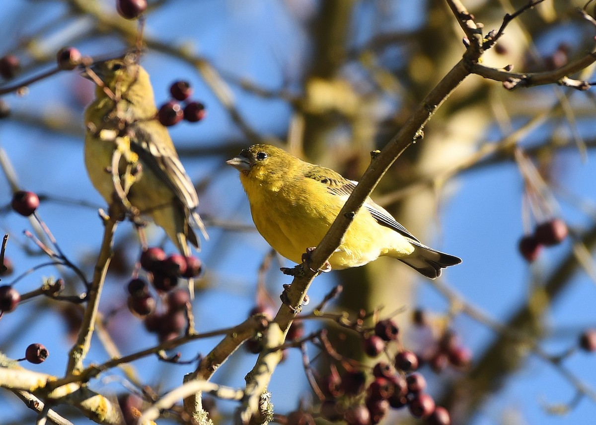 Lesser Goldfinch - ML646857467
