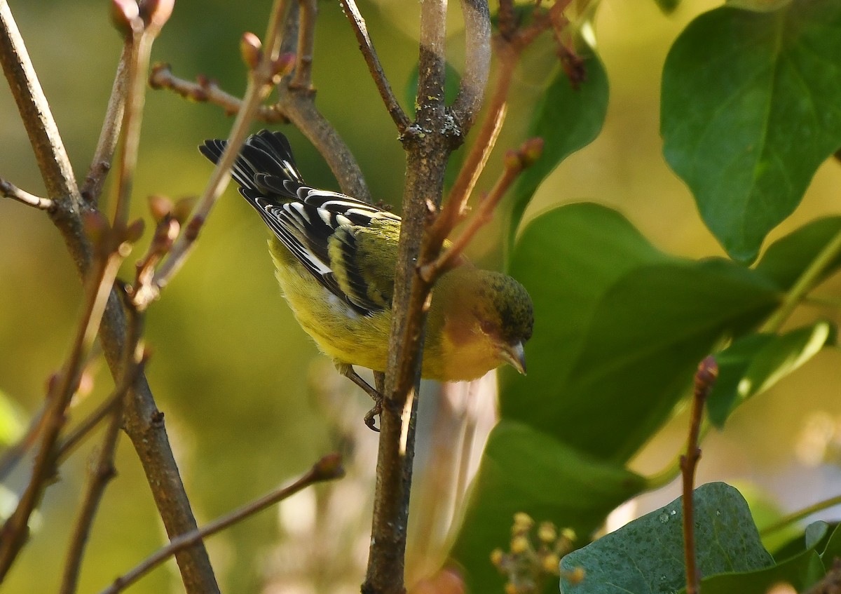 Lesser Goldfinch - ML646857468