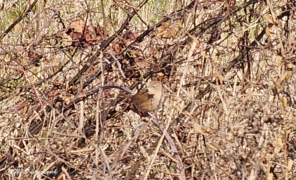Northern House Wren - ML646857471