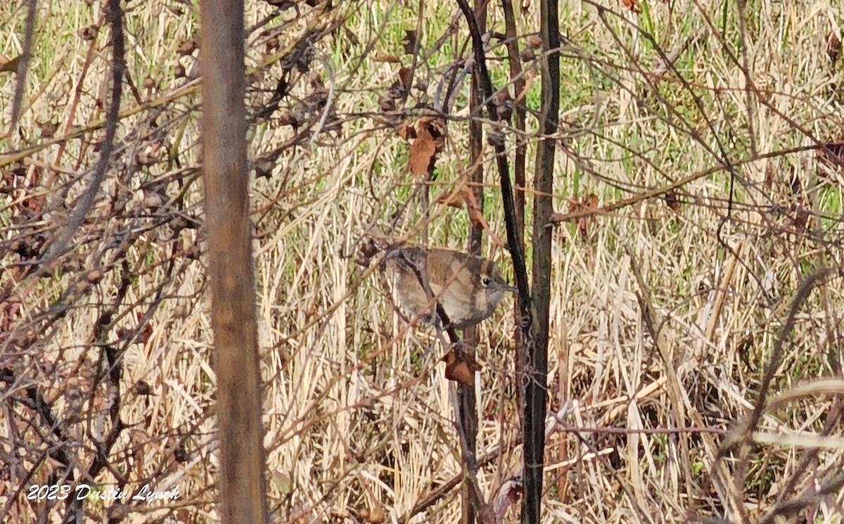 Northern House Wren - ML646857472