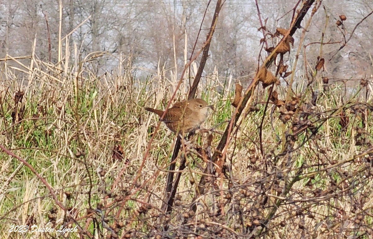 Northern House Wren - ML646857475