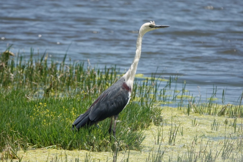 Pacific Heron - ML646857480
