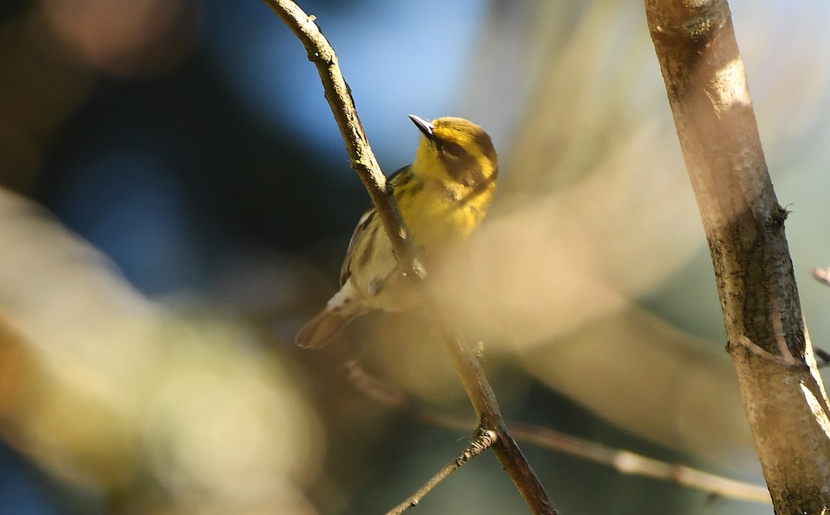 Townsend's Warbler - ML646857481