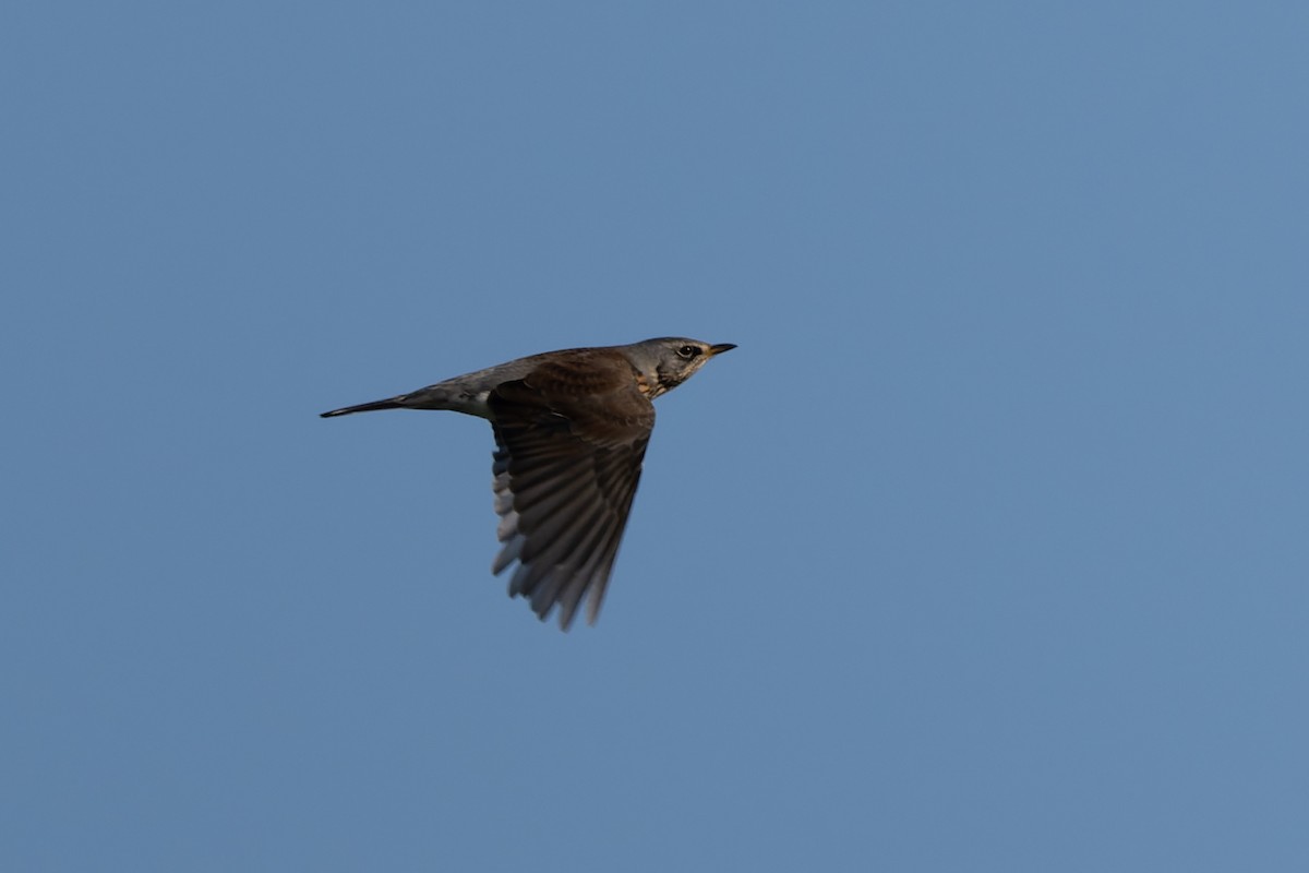 Fieldfare - ML646857487