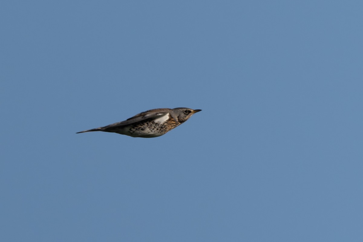 Fieldfare - ML646857488