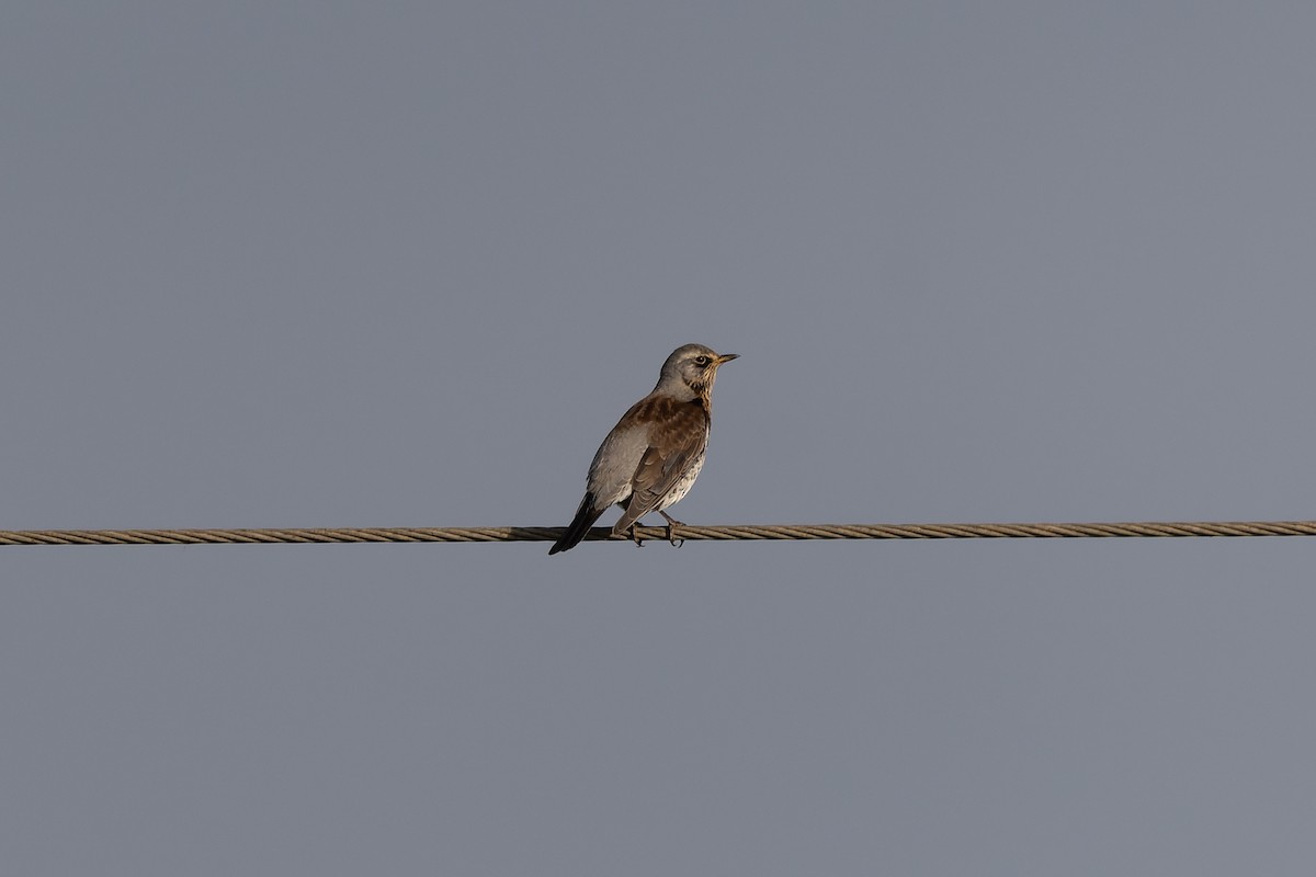 Fieldfare - ML646857489