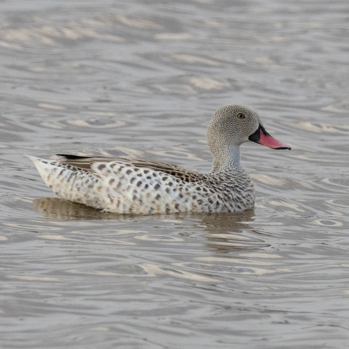 Cape Teal - ML646857491