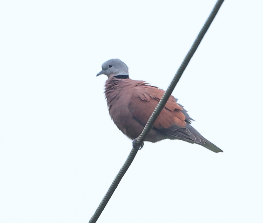 Red Collared-Dove - ML646857495