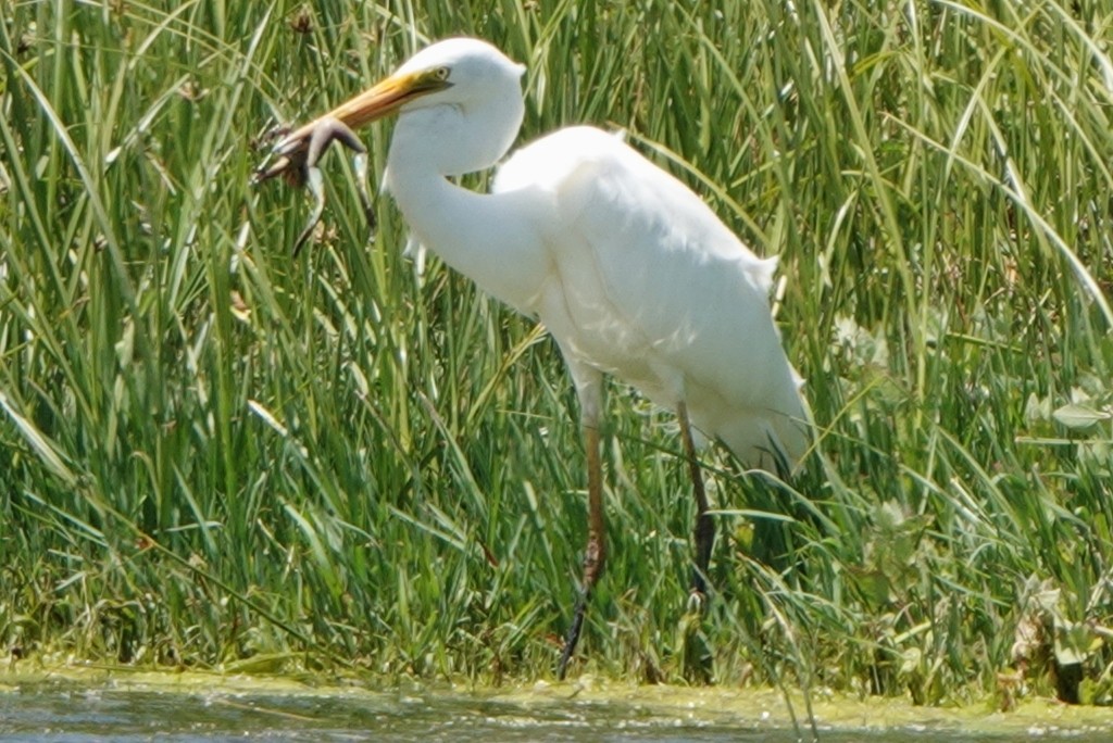Great Egret - ML646857499
