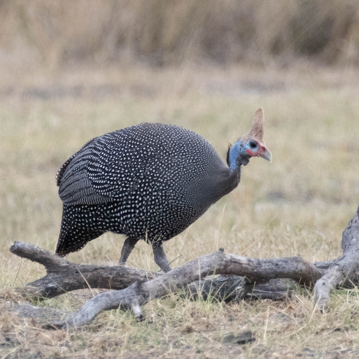 Helmeted Guineafowl - ML646857502
