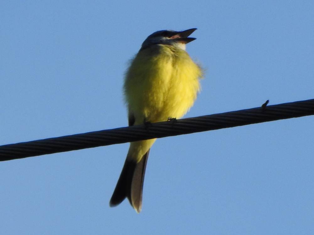 Tropical Kingbird - ML646857503
