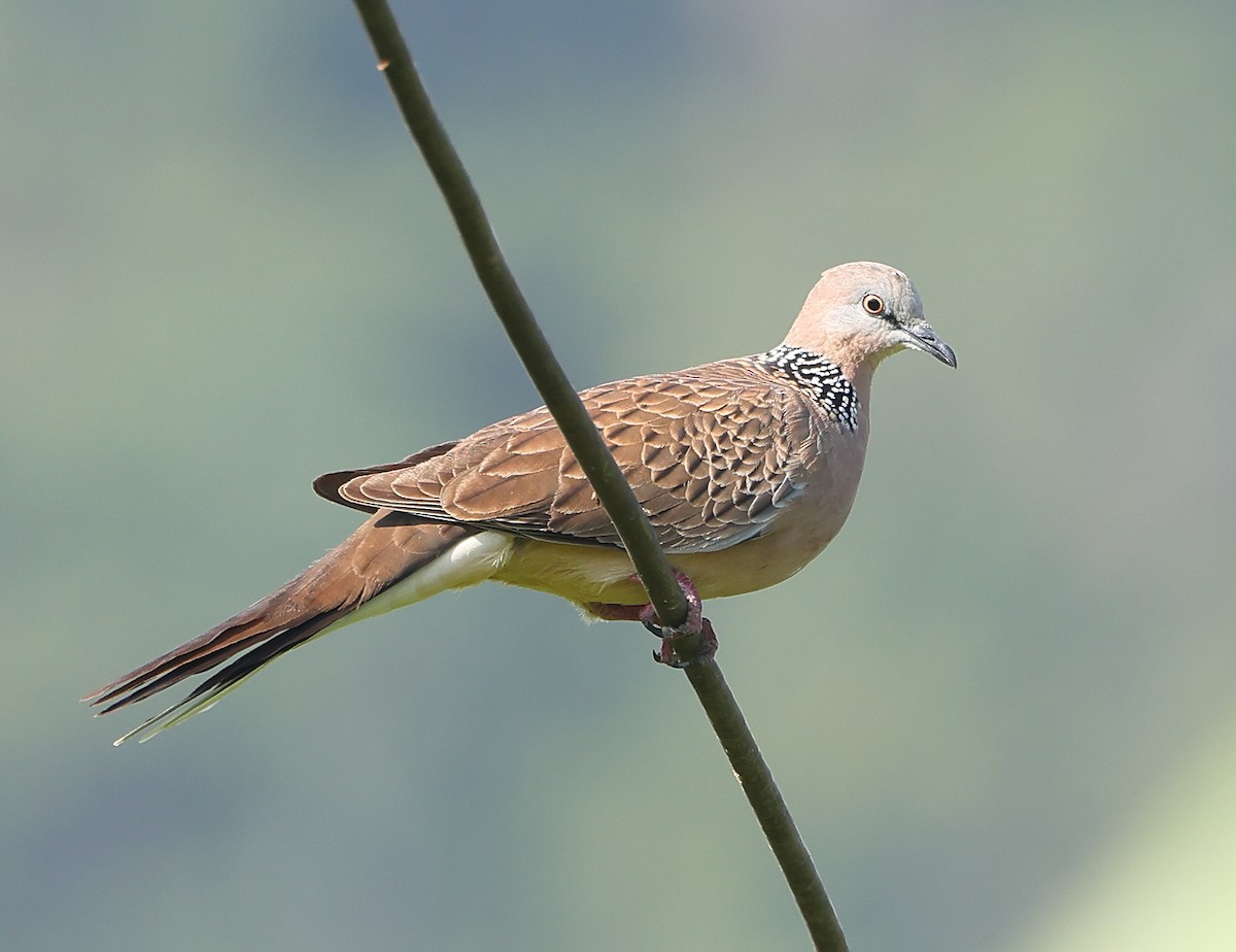 Spotted Dove - ML646857504