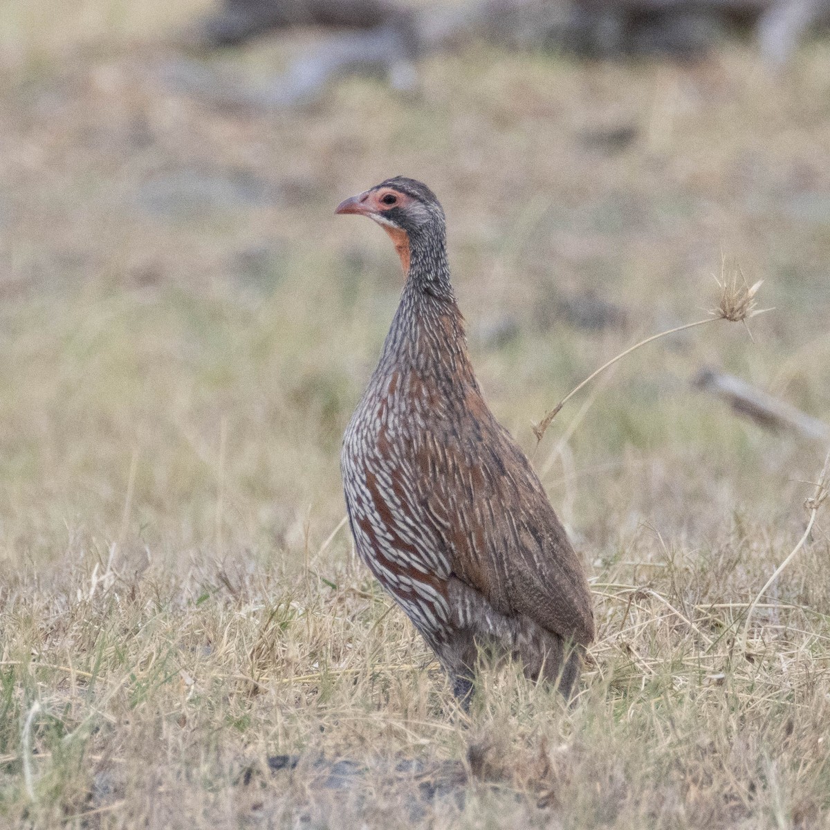 Gray-breasted Spurfowl - ML646857507