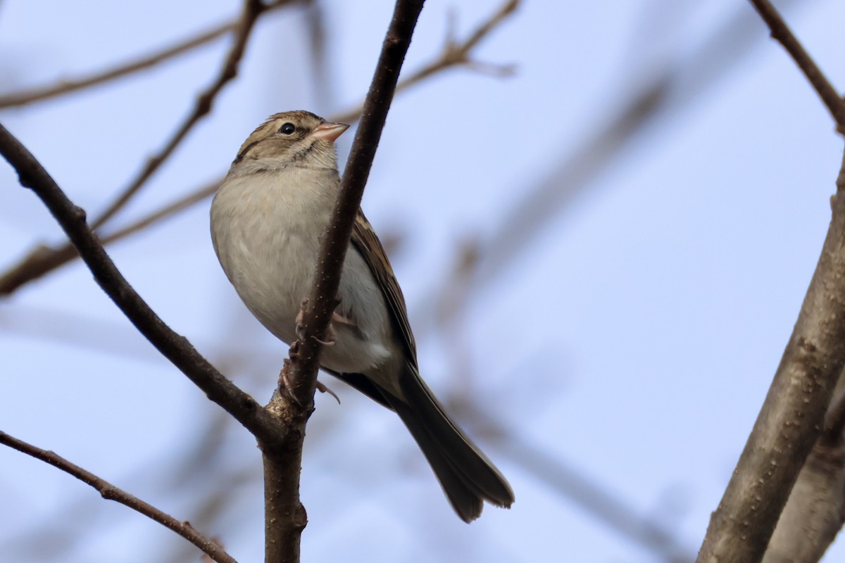 Chipping Sparrow - ML646857509