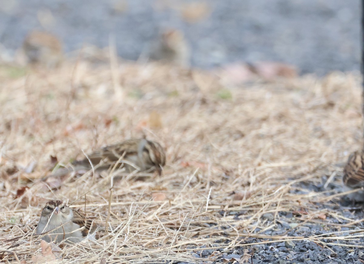 Chipping Sparrow - ML646857510