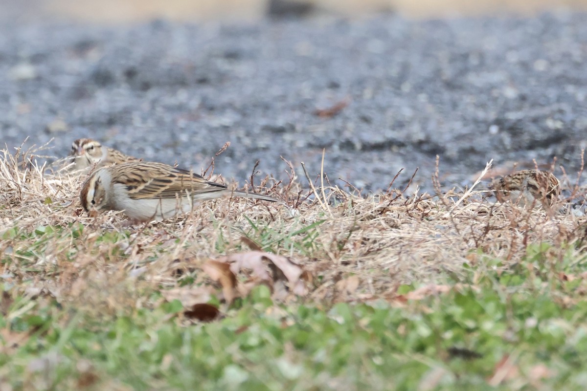 Chipping Sparrow - ML646857511